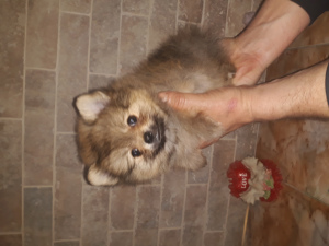 Photo №1. pomeranian - for sale in the city of Cover | 1070$ | Announcement № 1388