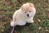 Photo №3. Chow Chow Puppies for sale. Germany