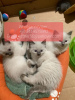 Photo №1. ragdoll - for sale in the city of Russia | 320$ | Announcement № 107035