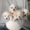 Photo №2 to announcement № 57772 for the sale of bichon frise - buy in Serbia breeder