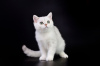 Photo №2 to announcement № 12081 for the sale of british shorthair - buy in Moldova from nursery, breeder
