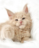 Photo №3. Maine coon. Germany