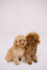 Photo №3. Toy Poodle Red Brown. Germany