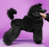 Additional photos: Black Poodle toy