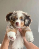 Photo №2 to announcement № 90694 for the sale of australian shepherd - buy in Finland private announcement