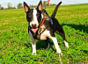 Photo №4. I will sell bull terrier in the city of Kościan. private announcement, breeder - price - negotiated