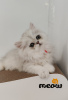 Photo №1. persian cat - for sale in the city of Odessa | 636$ | Announcement № 51278