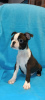 Photo №1. boston terrier - for sale in the city of Surčin | negotiated | Announcement № 80321