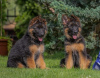 Photo №1. german shepherd - for sale in the city of Vilnius | negotiated | Announcement № 52031