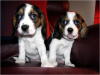 Photo №2 to announcement № 58300 for the sale of beagle - buy in Malta private announcement