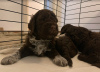 Photo №4. I will sell lagotto romagnolo in the city of Rijeka. breeder - price - 792$