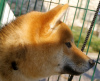 Photo №3. Junior Shiba-Inu Male For Sale. Bulgaria