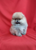 Photo №1. pomeranian - for sale in the city of Москва | negotiated | Announcement № 41787