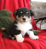 Photo №1. welsh corgi - for sale in the city of Indianapolis | 330$ | Announcement № 63530