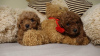 Photo №1. poodle (toy) - for sale in the city of Zrenjanin | negotiated | Announcement № 110524