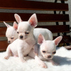 Photo №1. chihuahua - for sale in the city of St. Petersburg | 317$ | Announcement № 37085