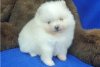 Photo №4. I will sell pomeranian in the city of Берлингероде. private announcement - price - Is free