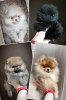 Photo №2 to announcement № 92420 for the sale of pomeranian - buy in Belarus breeder