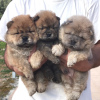 Photo №1. chow chow - for sale in the city of Gżira | 423$ | Announcement № 78499