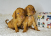 Photo №1. vizsla - for sale in the city of Borisov | negotiated | Announcement № 81167