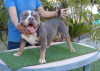 Photo №1. american bully - for sale in the city of Estepona | 2080$ | Announcement № 24271
