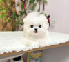 Photo №2 to announcement № 98167 for the sale of maltese dog - buy in United States private announcement, breeder