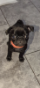 Photo №1. pug - for sale in the city of Belgorod | 450$ | Announcement № 115034