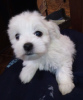 Photo №4. I will sell maltese dog in the city of Kiev. breeder - price - 922$