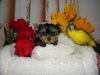 Photo №2 to announcement № 13256 for the sale of yorkshire terrier - buy in Russian Federation private announcement, breeder