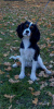 Photo №4. I will sell cavalier king charles spaniel in the city of Minsk. private announcement - price - 1213$