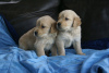 Photo №1. golden retriever - for sale in the city of Beloeil | Is free | Announcement № 92425