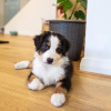 Photo №1. australian shepherd - for sale in the city of Rome | Is free | Announcement № 53865