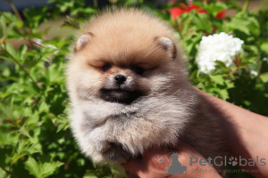 Photo №4. I will sell pomeranian in the city of Kirov. from nursery - price - 1143$