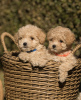 Additional photos: Maltipoo puppies