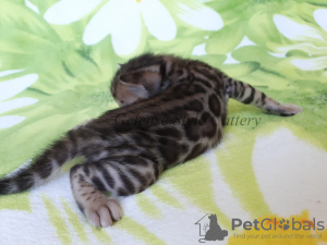 Photo №2 to announcement № 7241 for the sale of bengal cat - buy in Russian Federation from nursery