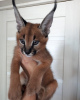 Photo №3. Fantastic caracal cat for local adoption. Germany