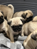 Photo №1. pug - for sale in the city of Friskala | 317$ | Announcement № 72031