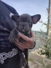Photo №4. I will sell french bulldog in the city of Москва. private announcement - price - negotiated