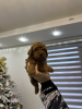 Additional photos: Miniature Toy Poodle Puppies