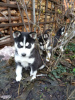 Photo №2 to announcement № 98106 for the sale of siberian husky - buy in Austria private announcement