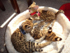 Photo №1. savannah cat - for sale in the city of Bern | 1585$ | Announcement № 99651