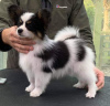 Photo №1. papillon dog - for sale in the city of Харлем | 370$ | Announcement № 109045