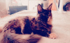 Photo №4. I will sell maine coon in the city of Tallinn. private announcement - price - 1585$