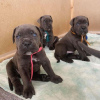Photo №4. I will sell cane corso in the city of Berlin. breeder - price - 792$