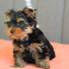 Photo №1. yorkshire terrier - for sale in the city of Berlin | 317$ | Announcement № 70962