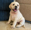 Photo №3. A GOLDEN LABRADOR PUPPY. Romania