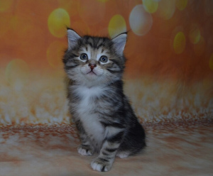 Photo №2 to announcement № 7043 for the sale of kurilen bobtail - buy in Russian Federation from nursery, breeder
