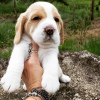 Photo №1. beagle - for sale in the city of Leipzig | 380$ | Announcement № 119271