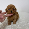 Additional photos: Male and Female Toy poodle for adoption.