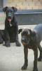 Photo №1. cane corso - for sale in the city of Belgrade | 370$ | Announcement № 116666